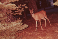 PhayFamilyAlbum-3-023