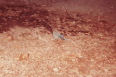 PhayFamilyAlbum-3-100