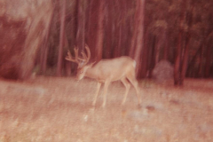 PhayFamilyAlbum-3-101