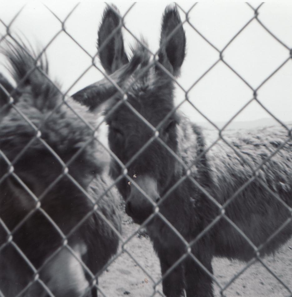 Richard Vernon Phay Family Album #3