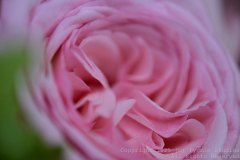 Charity-and-Caleb-Phay-Wedding-0040