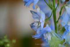 Charity-and-Caleb-Phay-Wedding-0041