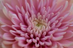 Charity-and-Caleb-Phay-Wedding-0043