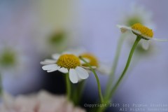 Charity-and-Caleb-Phay-Wedding-0044