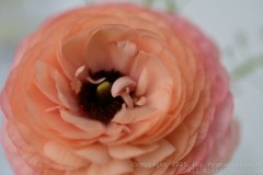 Charity-and-Caleb-Phay-Wedding-0082