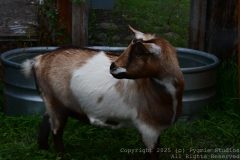 Charity-and-Caleb-Phay-Wedding-0819