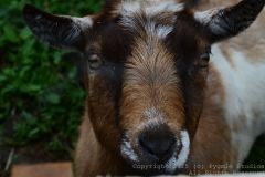 Charity-and-Caleb-Phay-Wedding-0824