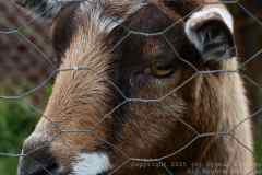 Charity-and-Caleb-Phay-Wedding-0827