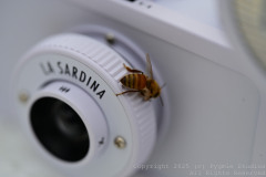 Charity-and-Caleb-Phay-Wedding-1214