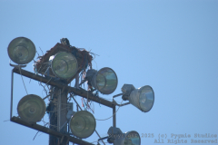 07-29-2007-RelayForLife-031