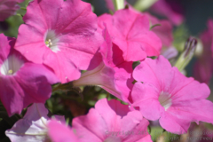 07-29-2007-RelayForLife-055