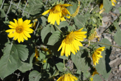 07-29-2007-RelayForLife-191