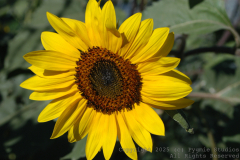 07-29-2007-RelayForLife-192