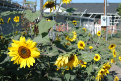 07-29-2007-RelayForLife-193