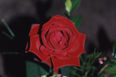 Roll-5-19