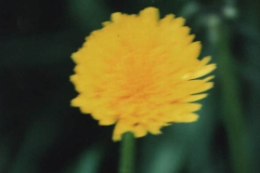 Roll-9-25